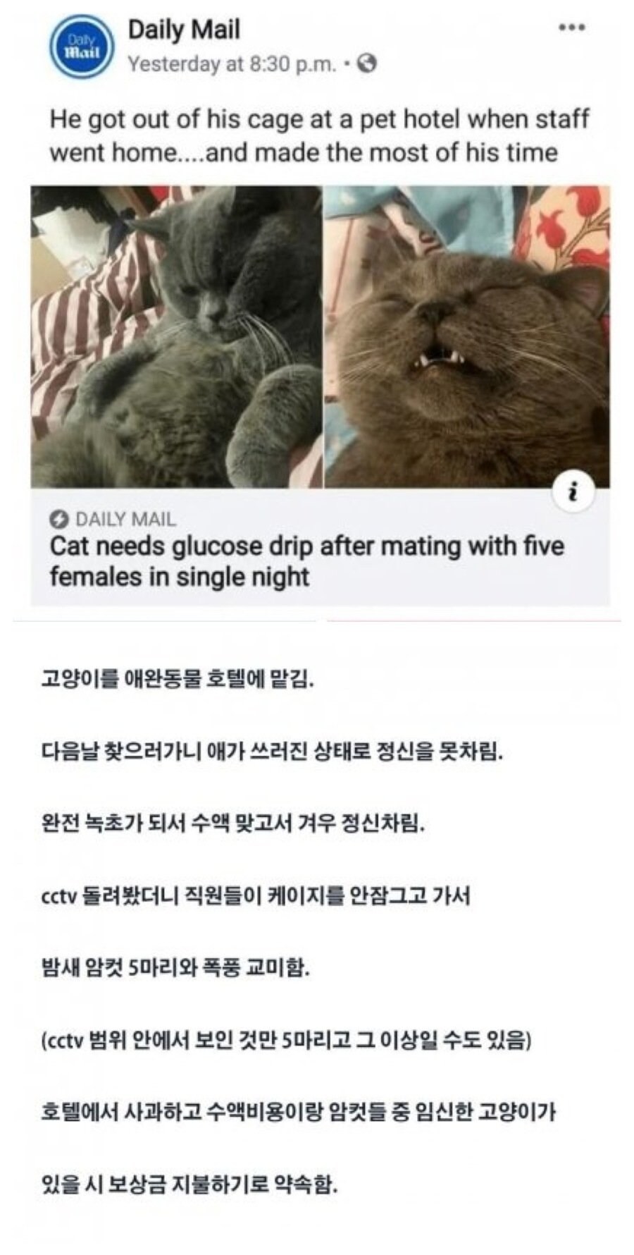 고양이 5마리랑 교미한 수컷 고양이_1.jpg