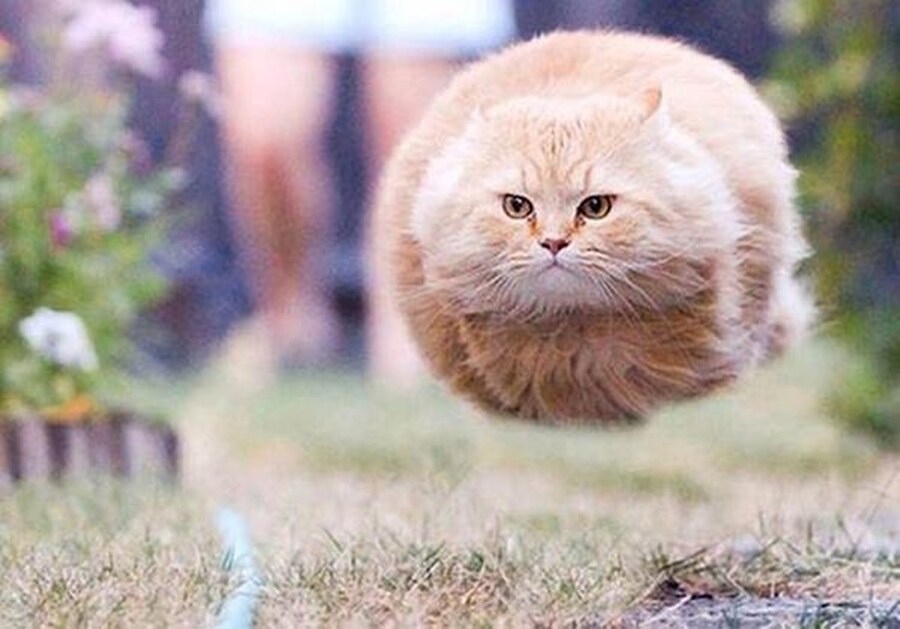 선천적으로 다리 없이 태어난 고양이_1.png