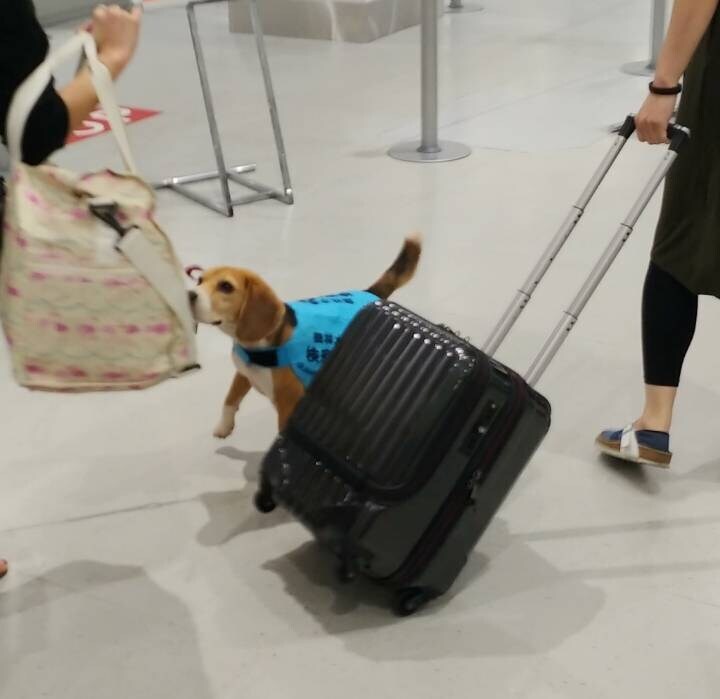 지옥의 ㅁㅇ탐지견.jpg_1.jpg