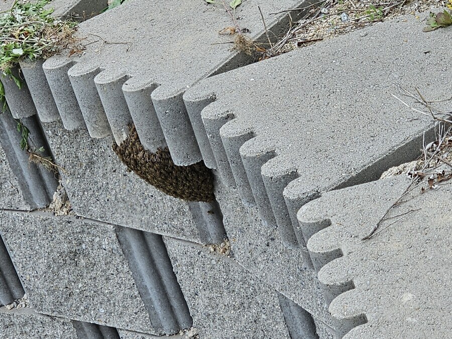 곤충계의 개복치_1.jpg