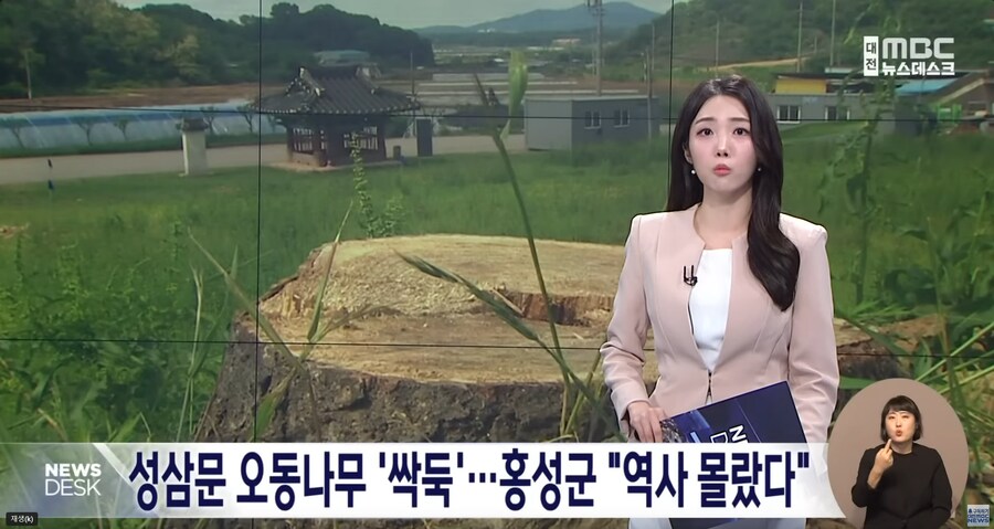 성삼문 오동나무 싹뚝, 홍성군