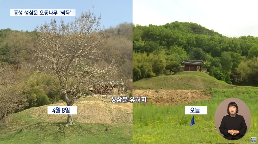 성삼문 오동나무 싹뚝, 홍성군