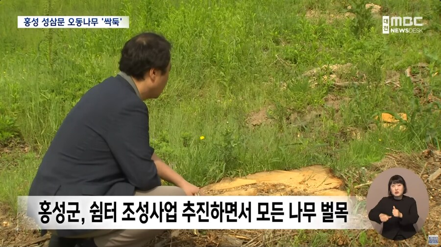 성삼문 오동나무 싹뚝, 홍성군