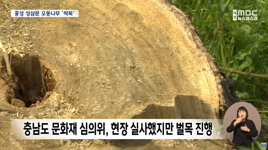 성삼문 오동나무 싹뚝, 홍성군
