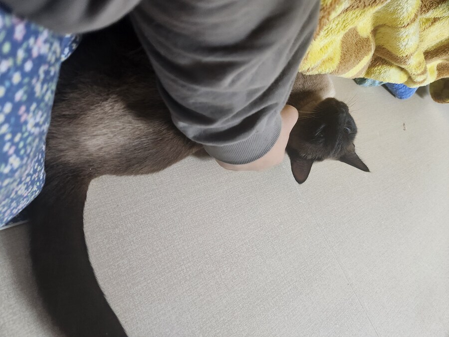 우리집 고양이는 집사를 매우 좋아해요_5.jpg