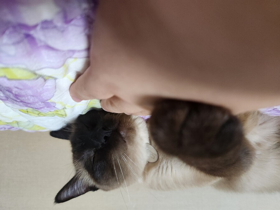 우리집 고양이는 집사를 매우 좋아해요_8.jpg