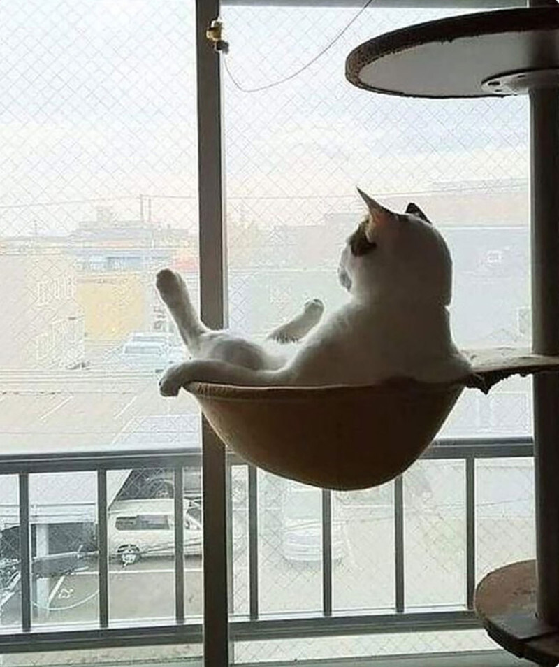 ? : 엄마, 우리 고양이 나 없으니까 엄청 외로움타지?_1.jpg
