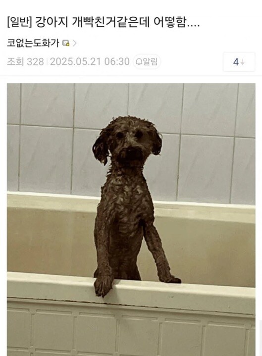 강아지 개빡친거 같은데 어떡함…_1.jpg