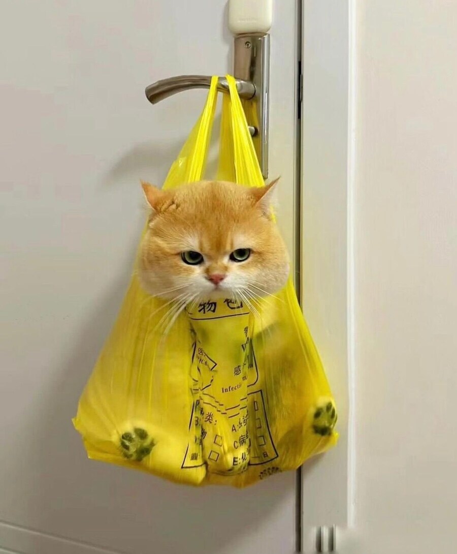 주인이 봉투에 넣어서 기분 나쁜 고양이. jpg_1.jpg
