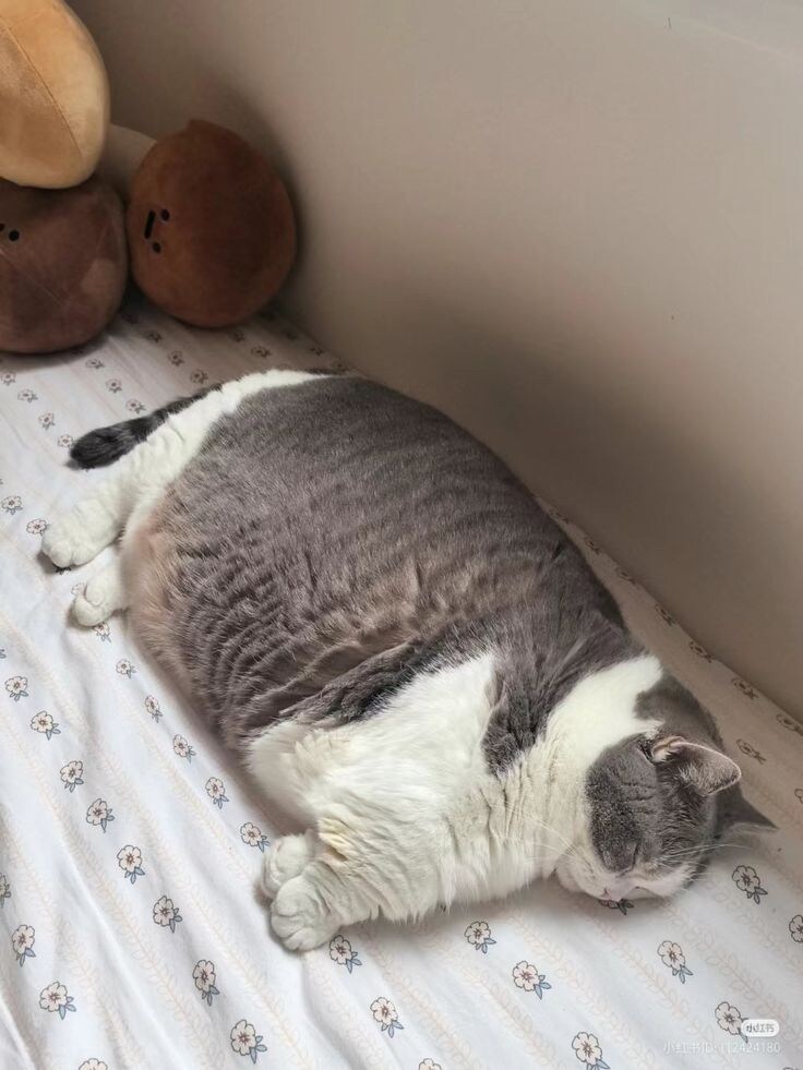고양이 방석미 대결.jpg_1.jpg