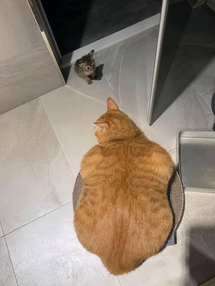 고양이 방석미 대결.jpg_2.jpg