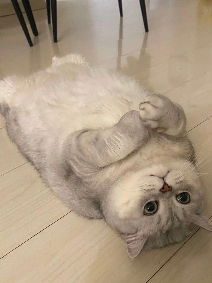 고양이 방석미 대결.jpg_3.jpg