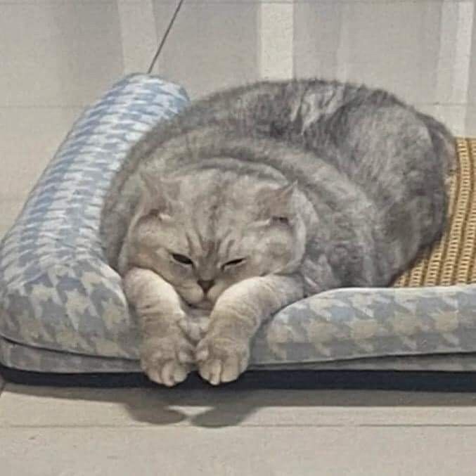 고양이 방석미 대결.jpg_4.jpg