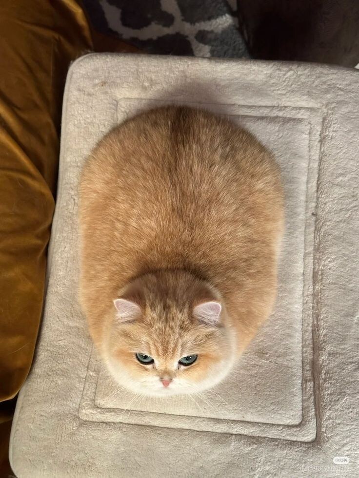 고양이 방석미 대결.jpg_5.jpg