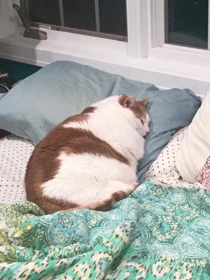 고양이 방석미 대결.jpg_6.jpg