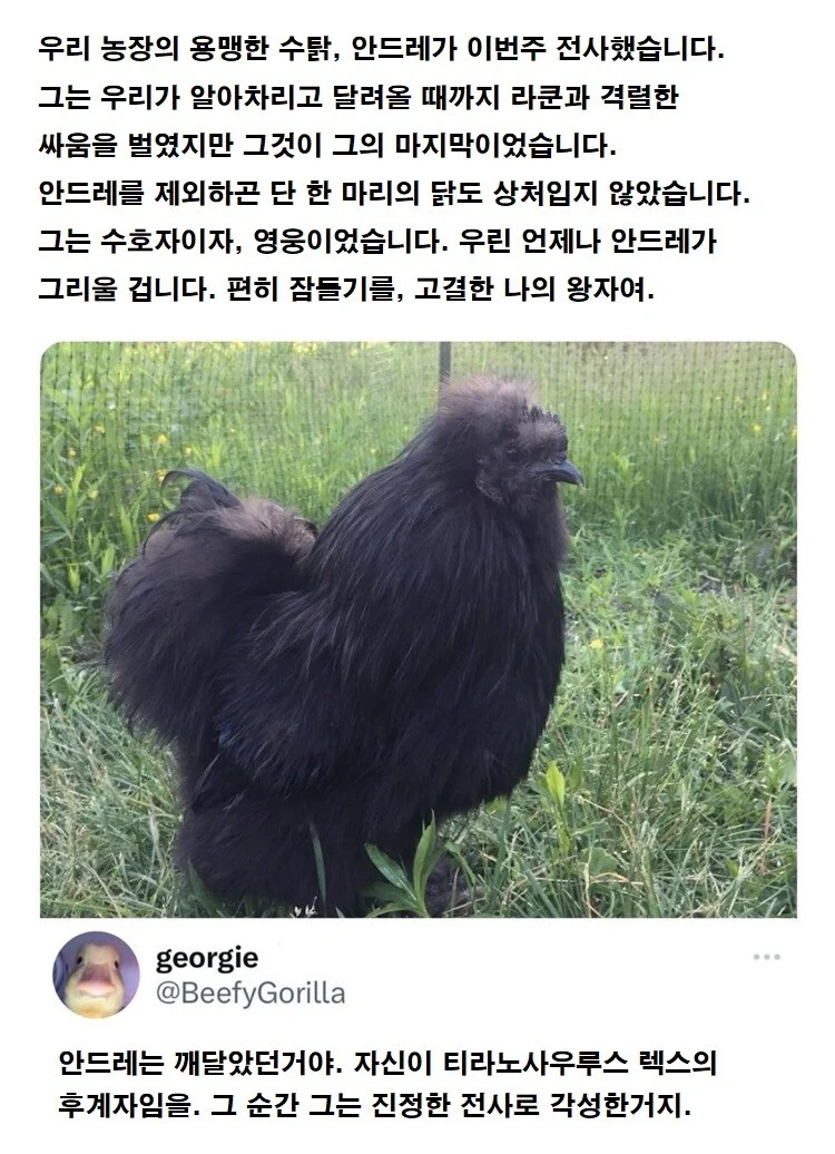 우리 농장의 용맹한 수탉
