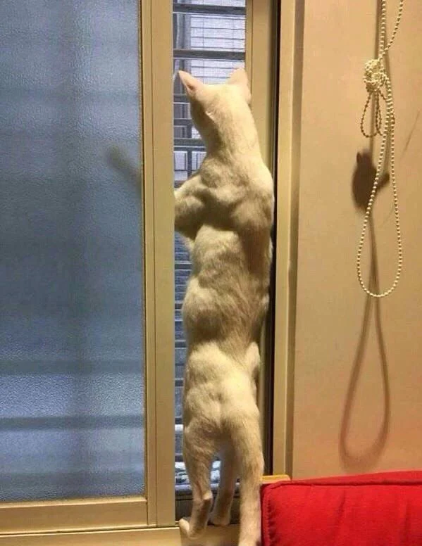 고양이 잘 지내? 라고 물으니 엄마가 보내준 사진_3.webp