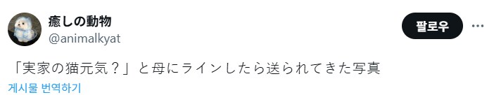 고양이 잘 지내? 라고 물으니 엄마가 보내준 사진_1.png