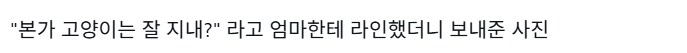 고양이 잘 지내? 라고 물으니 엄마가 보내준 사진_2.png