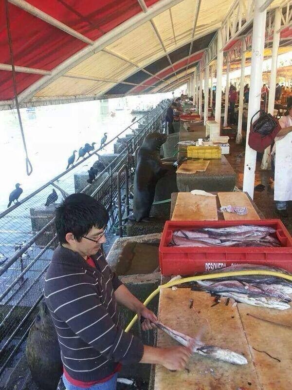 흔한 물고기 장수_1.jpg