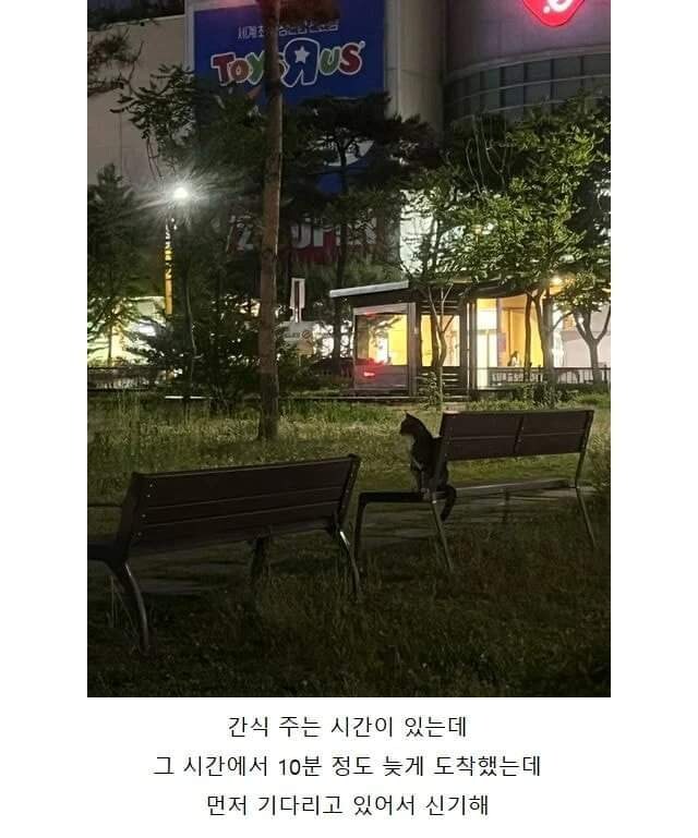 고양이랑 만나기로 했는데 얘네도 시간 개념 있어_1.jpg
