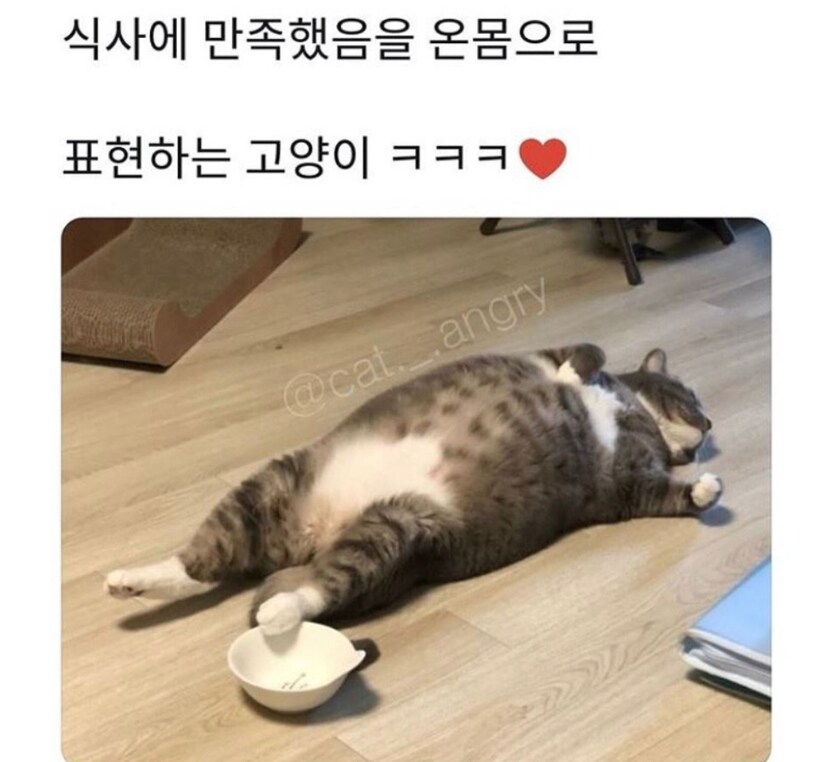 식사에 만족한 고양이_1.png