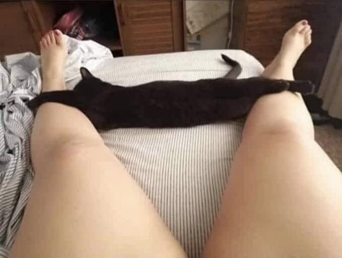검은 고양이 사진_1.png