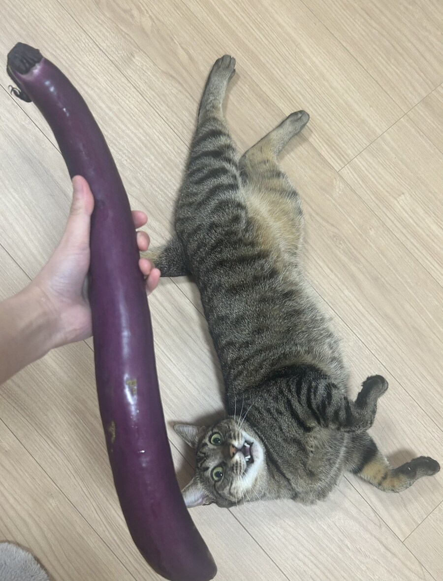 고양이보다 큰 야채.jpg_1.jpg