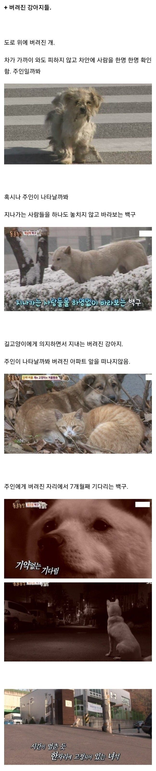 댕댕이가 버려질 때의 심리_2.jpeg