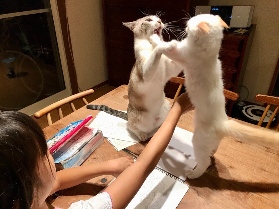 공부하는 응애집사 앞에서 평화롭게 있는 고양이들_4.jpg