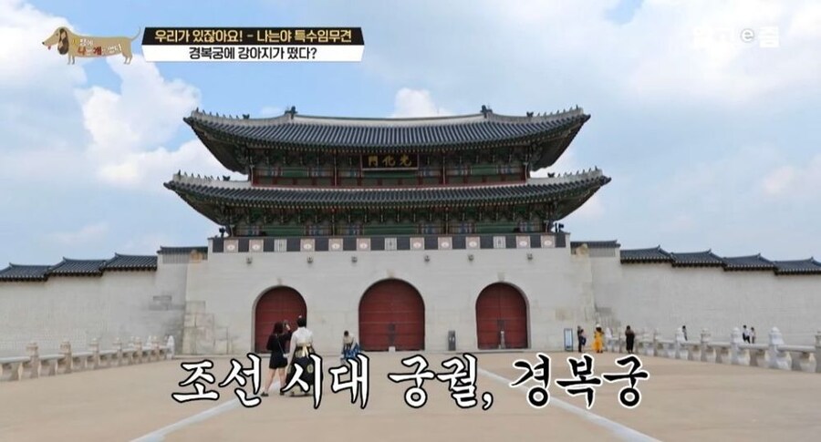 동물 출입이 제한적인 경복궁에 출입이 가능한 강아지_1.jpg