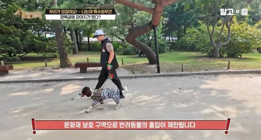 동물 출입이 제한적인 경복궁에 출입이 가능한 강아지_2.jpg