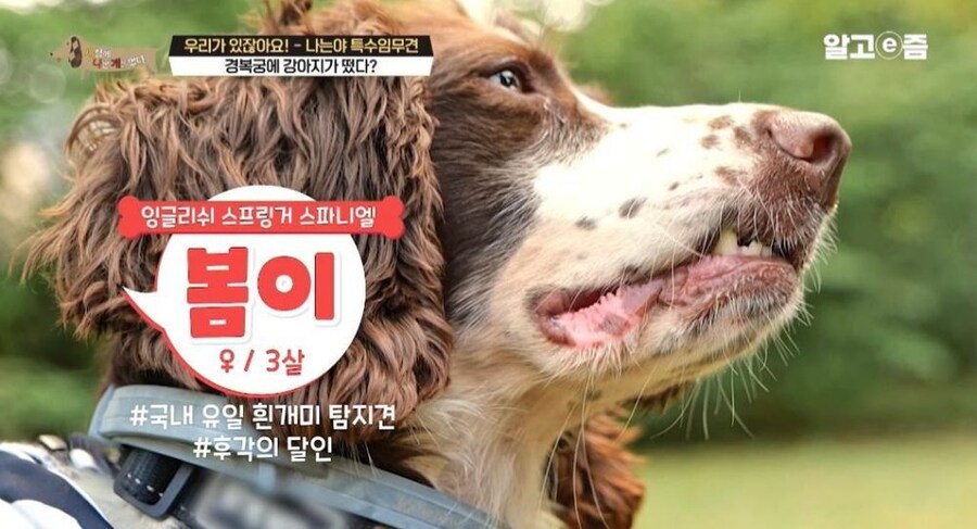 동물 출입이 제한적인 경복궁에 출입이 가능한 강아지_5.jpg