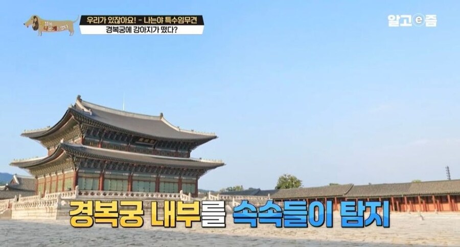 동물 출입이 제한적인 경복궁에 출입이 가능한 강아지_6.jpg
