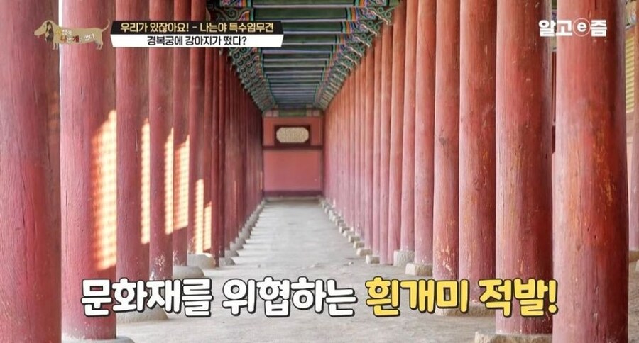 동물 출입이 제한적인 경복궁에 출입이 가능한 강아지_7.jpg