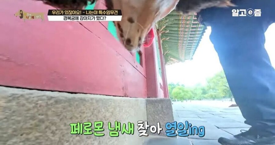 동물 출입이 제한적인 경복궁에 출입이 가능한 강아지_11.jpg