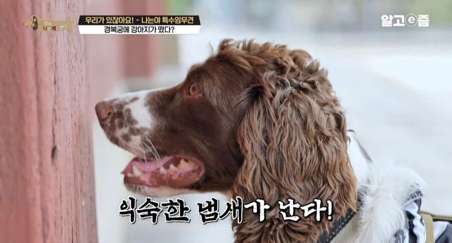 동물 출입이 제한적인 경복궁에 출입이 가능한 강아지_12.jpg