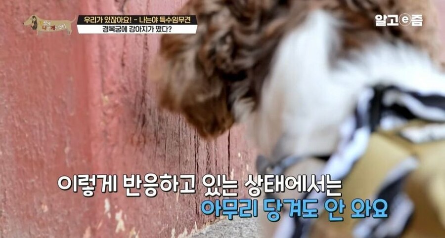 동물 출입이 제한적인 경복궁에 출입이 가능한 강아지_13.jpg