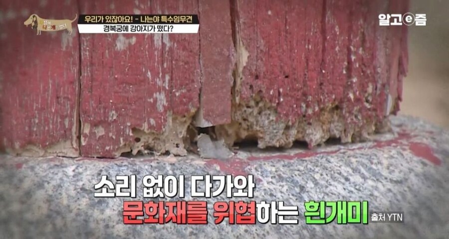 동물 출입이 제한적인 경복궁에 출입이 가능한 강아지_15.jpg