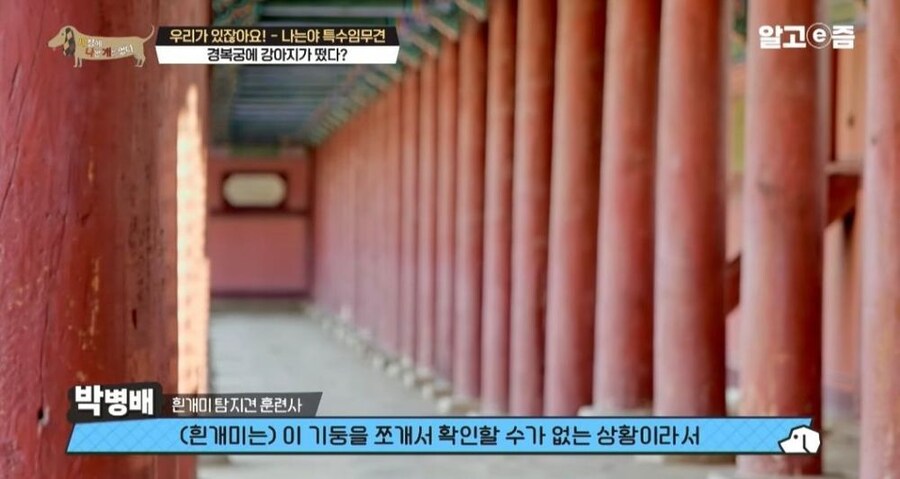 동물 출입이 제한적인 경복궁에 출입이 가능한 강아지_18.jpg