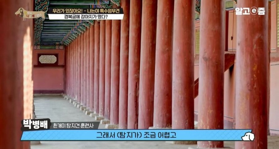 동물 출입이 제한적인 경복궁에 출입이 가능한 강아지_19.jpg