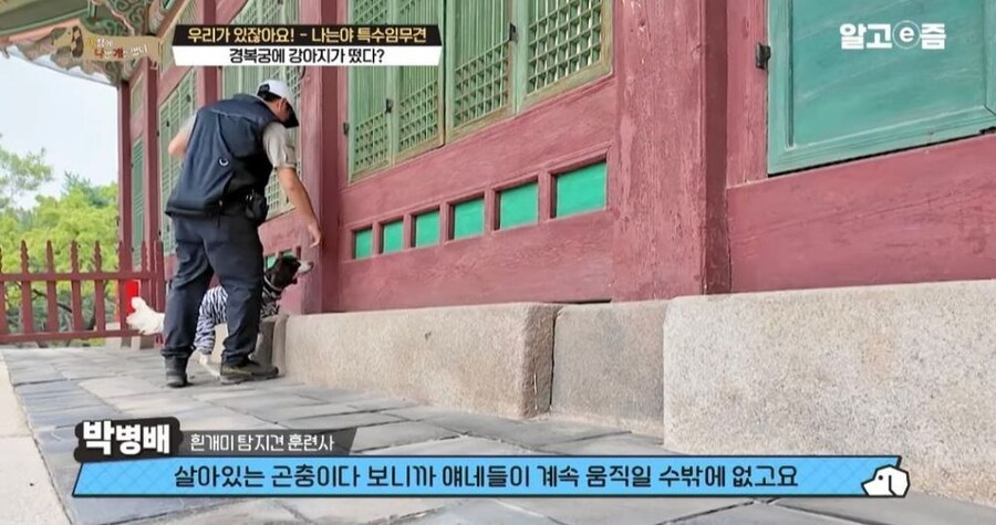 동물 출입이 제한적인 경복궁에 출입이 가능한 강아지_20.jpg