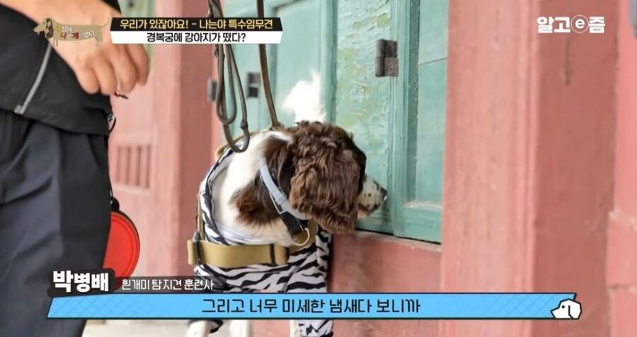 동물 출입이 제한적인 경복궁에 출입이 가능한 강아지_21.jpg