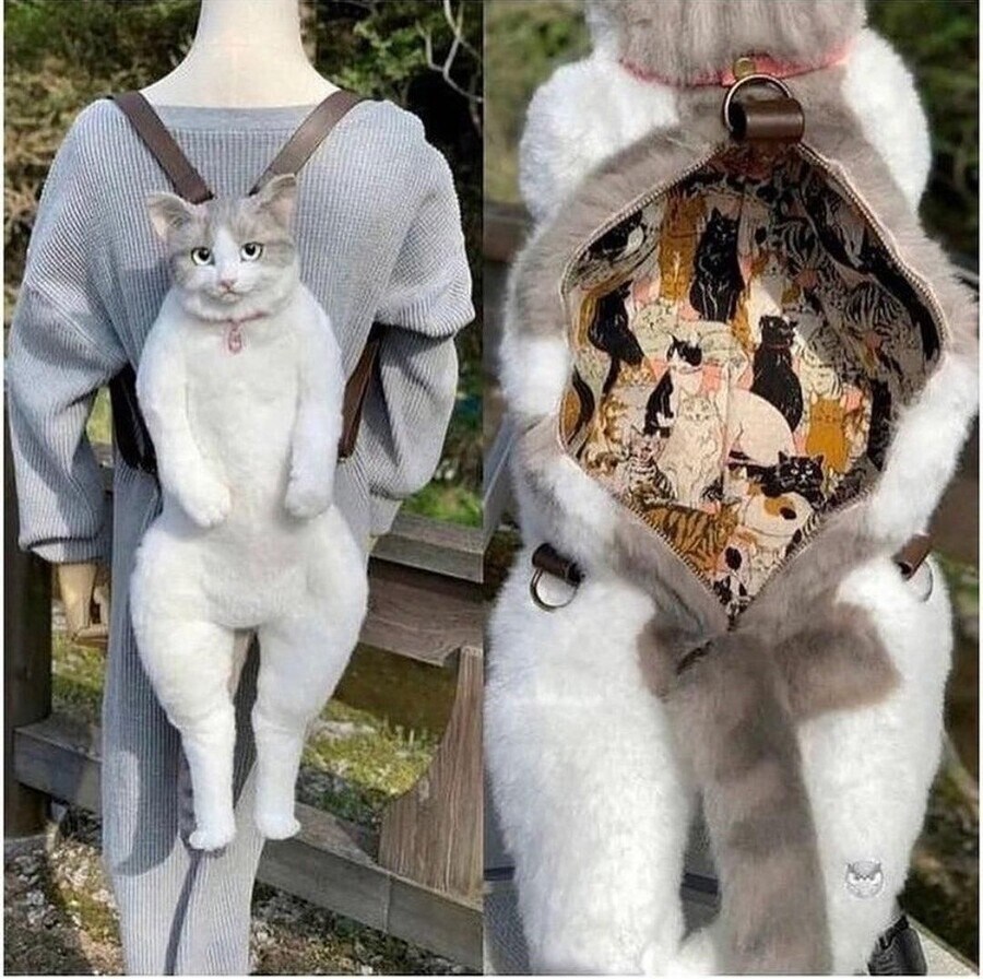 냥식이와의 재회는 최악이었다_1.jpg