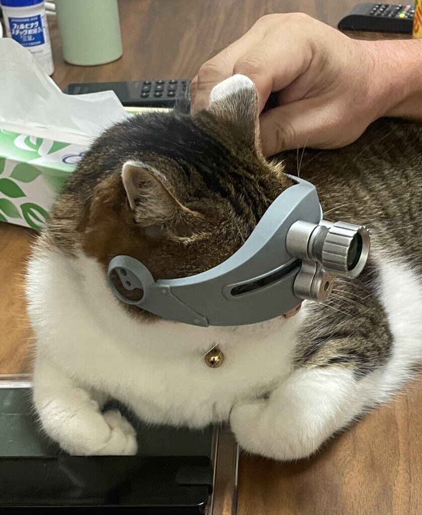 장갑기병 보톰냥_1.jpg