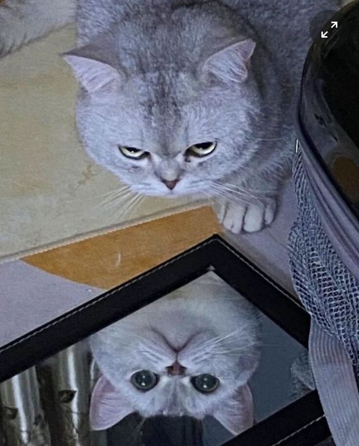 고양이의 두얼굴.jpg_1.jpg