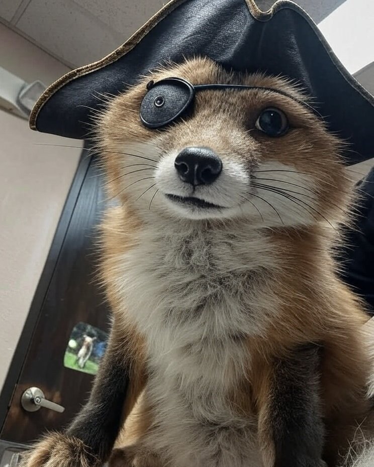 해적 여우.jpg_1.jpg