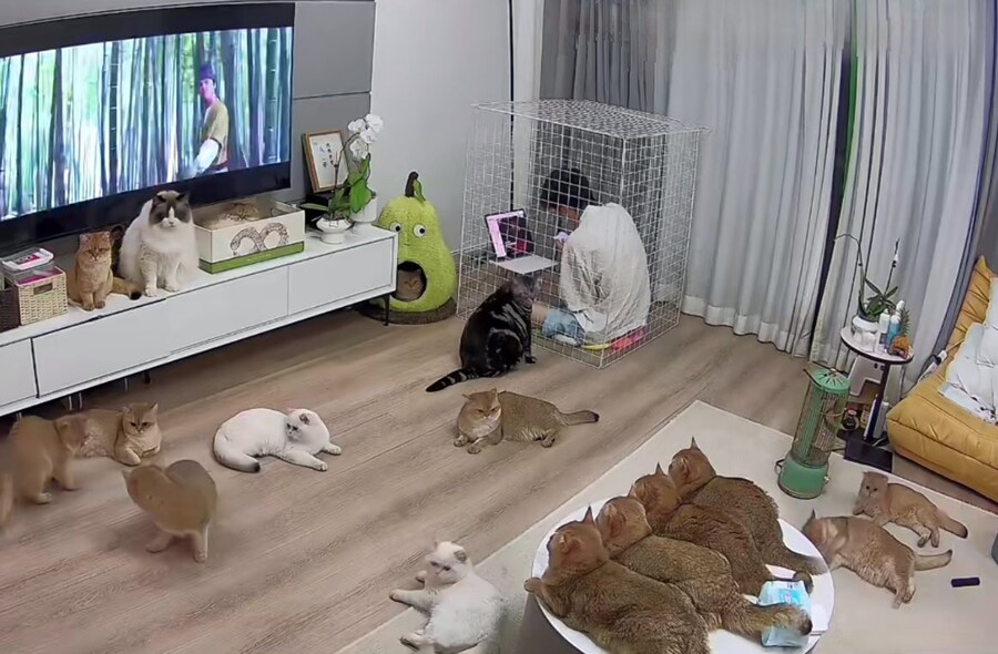 인간을 키우는 고양이들_1.jpg