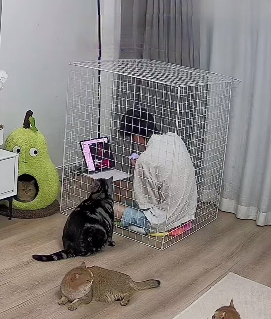 인간을 키우는 고양이들_3.jpg