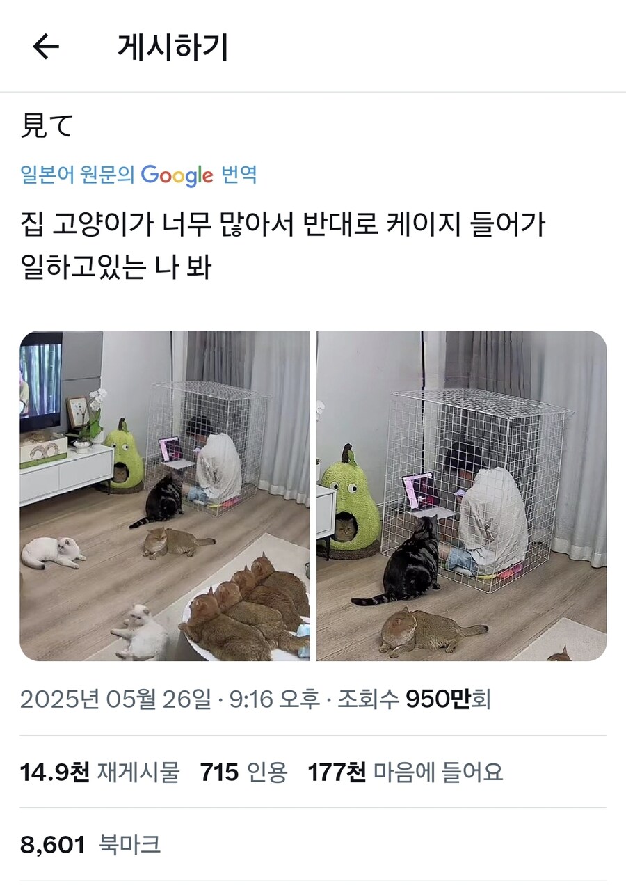 인간을 키우는 고양이들_2.jpg